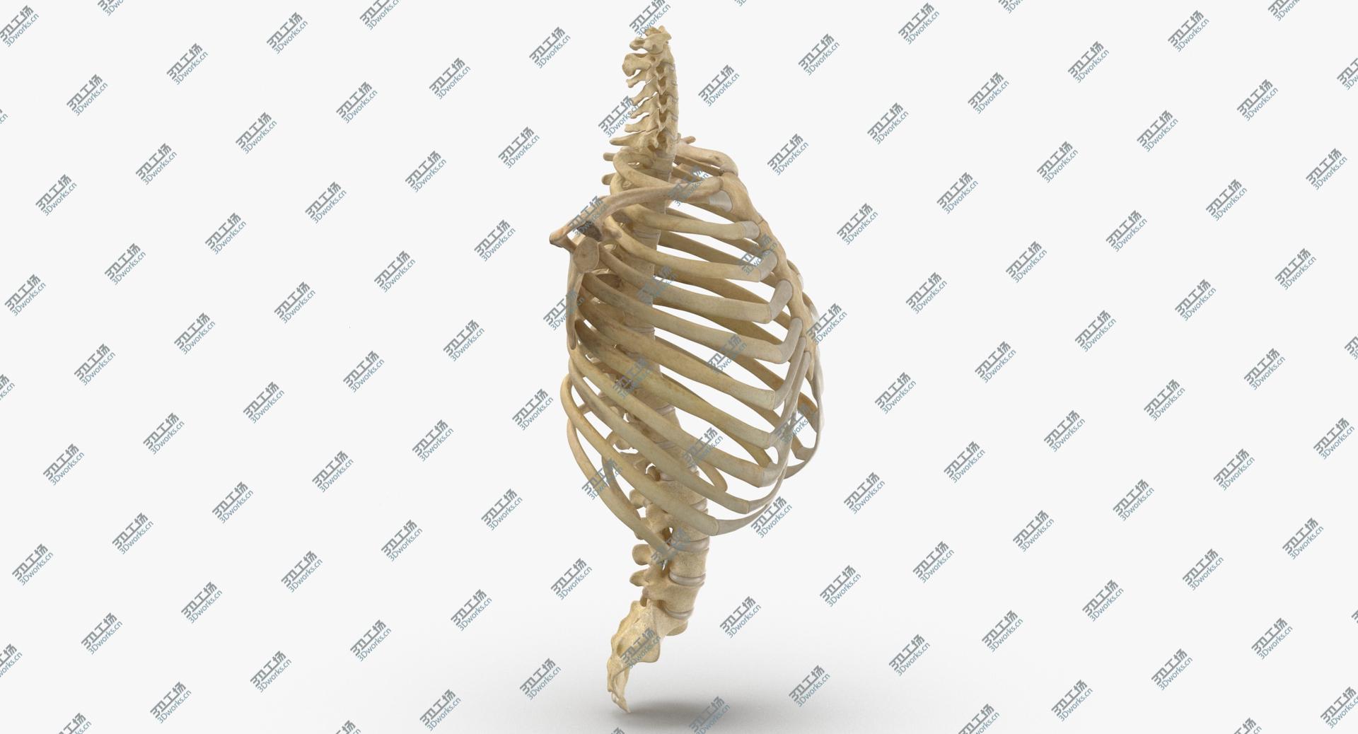 images/goods_img/202104091/Real Human Rib Cage Spine Calvicle and Scapula Bones Anatomy With Disks 011 3D model/4.jpg